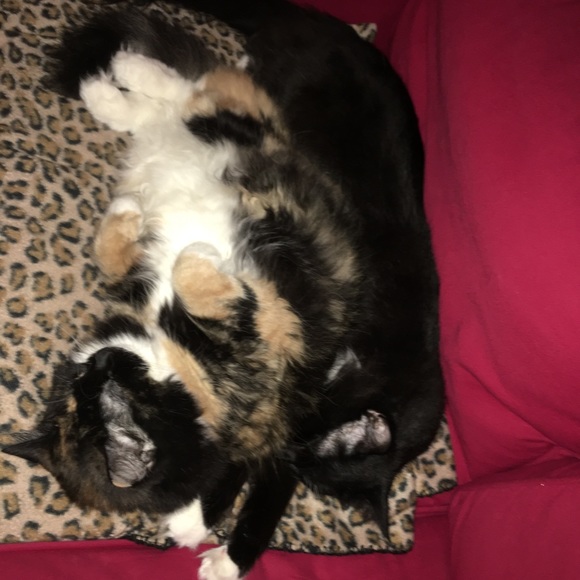 Meet your Posher, Brenda - Picture 4 of 8